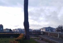 Alberi abbattuti a Catanzaro “Sospendere immediatamente taglio”