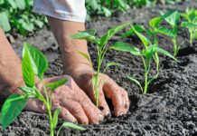 LA REGIONE RILANCIA L’AGRICOLTURA BIOLOGICA CON UN NUOVO BANDO