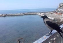 Porto di Diamante “Santoro vince sul ritiro della Concessione demaniale”