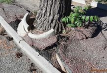 Amantea, Alberi sulla SS18 “Decadente immagine del Territorio”