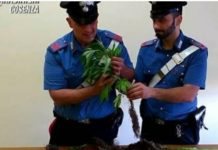 Piante di Marijuna, beccato un 55enne nel cosentino