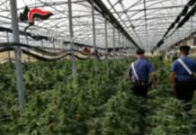“Oro Verde” 10mila piante di cannabis in un Vivaio, giro d’affari per 9milioni di euro