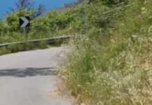 Strada Provinciale S.P.29, il sindaco di Guardia Piemontese richiede pulizia del tratto