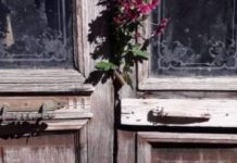 Cimitero Cetraro “Nel degrado la cappella di Silvio Lopiano”