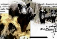 Belvedere, dai Cinghiali ai cani: Le disposizioni del sindaco Vincenzo Cascini