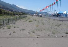 Gigli di Mare a Praia a Mare,i consiglieri comunali vengano sul posto