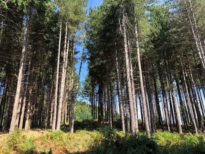 FB_IMG_1591193460144