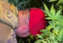 1800 piante di Marijuana, cinque arresti