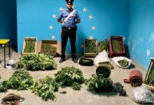 Sequestrate 147 piante di Marijuana