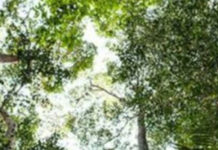 Prevenzione incendi e forestazione: Regione stanzia 23 milioni