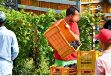 Amantea, Ecco come funzionava l’inferno “La Carota srl”