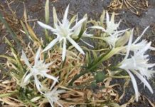 Grisolia, l’impegno dell’amministrazione per tutelare la flora in spiaggia