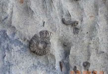 Verbicaro, scoperti fossili di molluschi di 65 milioni di anni fa
