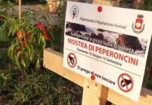 Diamante, Magorno “Furto Piantine peperoncino, gesto inqualificabile”