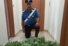 66enne arrestato, era in possesso di 32 piantine di Marijuana