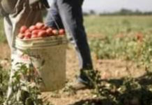 Lotta al “caporalato” rinviato a giudizio un 53enne in Calabria