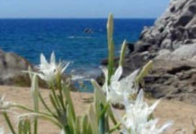 Gigli di Mare: Incontro tra le associazioni ambientaliste e l’assessore De Caprio