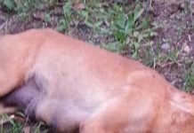 SINTOMI DA AVVELENAMENTO TRA I CANI DI SANTA MARIA DEL CEDRO