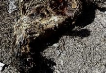 Cane morto e abbandonato in una busta tra Paola e Fuscaldo