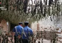 Droga: scoperto essiccatoio con 7.000 piante marijuana