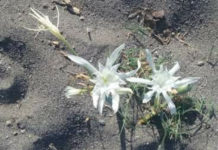 Praia a Mare-Gigli di Mare in fiore: uno spettacolo che si ripete
