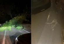 Strada Statale 107 “Silana-Crotonese”, albero cade su vettura in transito