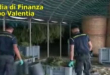 Guardia di Finanza, sequestra 6 quintali marijuana e arresta 6 persone