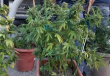 Piantagione domestica di Marijuana, blitz della Polizia