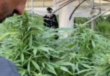 Scoperta piantagione marijuana allestita in un bunker