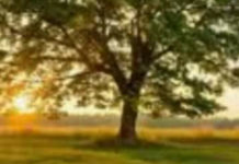 Ecco il progetto Amantea Green