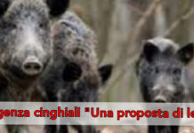 Cinghiali, Di Natale presenta proposta di legge “Tutelare agricoltori e allevatori”