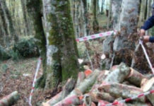 Cetraro, taglio abusivo su area comunale: denunciato
