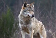 Guardia Piemontese, allevatore trentenne aggredito da un lupo