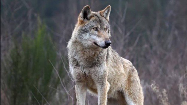 lupo-calabria-625x350-1578907862