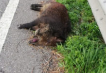 Pericolo cinghiali sulla SS18