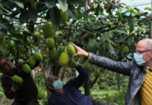 “Giù le mani dal Consorzio del Cedro di Calabria”