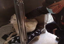 Animali malnutriti e tra i rifiuti. Una denuncia sul Tirreno Cosentino