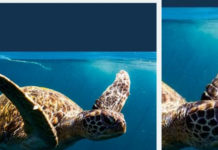 Scalea adotta protocollo d’intesa dell’associazione Plastic Free Onlus