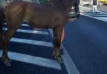 Tirreno Cosentino, investito un cavallo sulla SS18