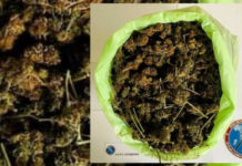 44enne trovato in possesso di oltre 700 grammi di marijuana: Arrestato