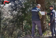 Abusivismo edilizio: Sequestrato un bosco nella Prov. Di Cosenza