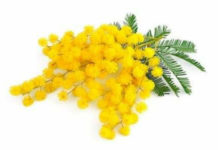 Regione Calabria, Festa della donna “Nel ricordo di Jole Santelli”