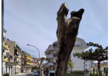 A Scalea alberi orribilmente mutilati