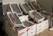 Sequestrate 2 tonnellate e 750 kg di novellame di sarda nel Cosentino