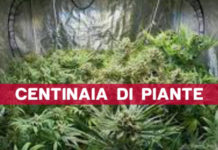 RINVENUTE DUE PIANTAGIONI INDOOR DI CANAPA INDIANA
