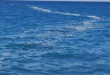 “Queste sono le immagini del nostro mare. Assessore De Caprio, cosa facciamo?”