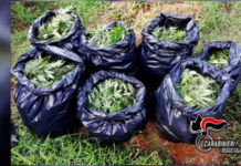 “Una fabbrica della Marijuana”. I dettagli dell’operazione Dionisio
