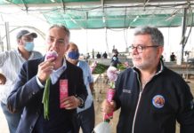 “Cipolla di Tropea prodotto simbolo della Calabria”