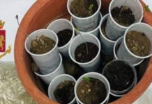 Produceva e spacciava Marijuana: In manette 26enne