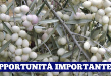 La Città di Paola riconosciuta come Città dell’olivo Bianco